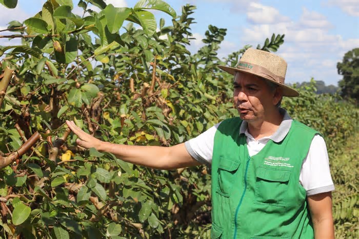 Com aumento de mais de 8% na colheita, goiaba se destaca como principal fruta cultivada no DF