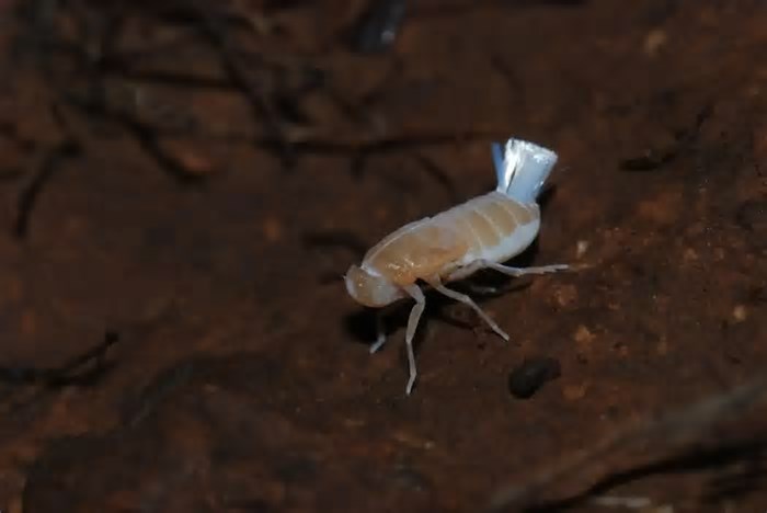 Uma nova criatura desconhecida da ciência foi encontrada numa gruta em La Palma