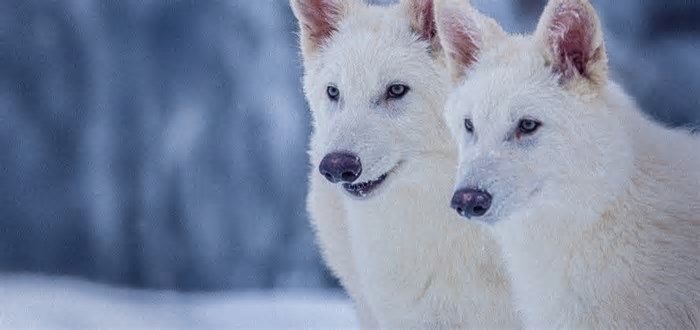 A mentira sobre o lobo-terrível: animal extinto não foi 'revivido' por cientistas; entenda