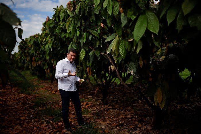 Fazendas gigantes de cacau na Bahia desafiam crise mundial do chocolate