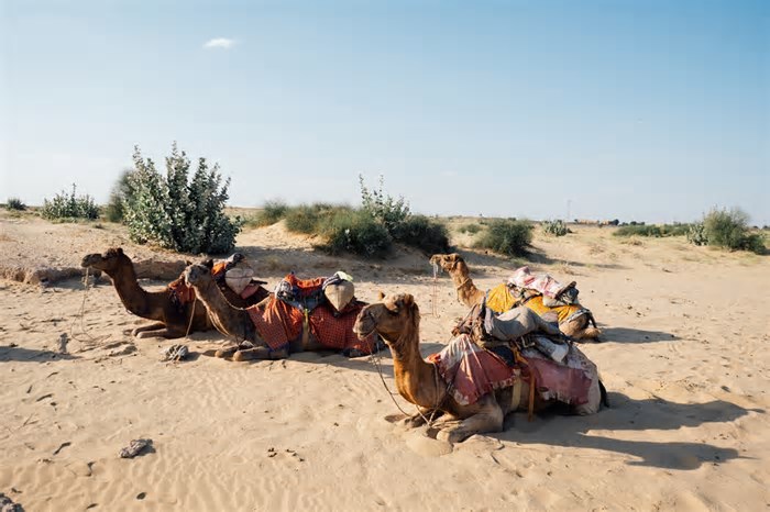 Entenda por que deserto na Índia está ficando cada vez mais verde