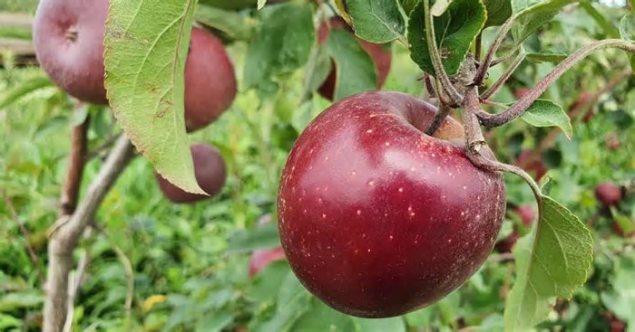 Maça, vinho e azeite: Embrapa apresenta novas tecnologias sustentáveis em feira de agronegócio