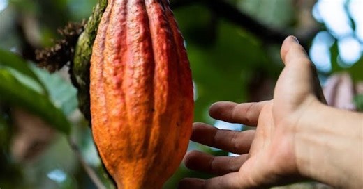 3 passeios pelo Brasil para quem ama chocolate