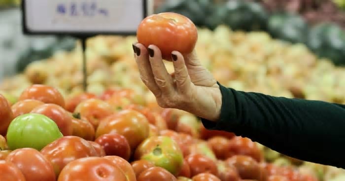 Tomate vira vilão da cesta básica em Florianópolis com maior alta do país e pressiona orçamento