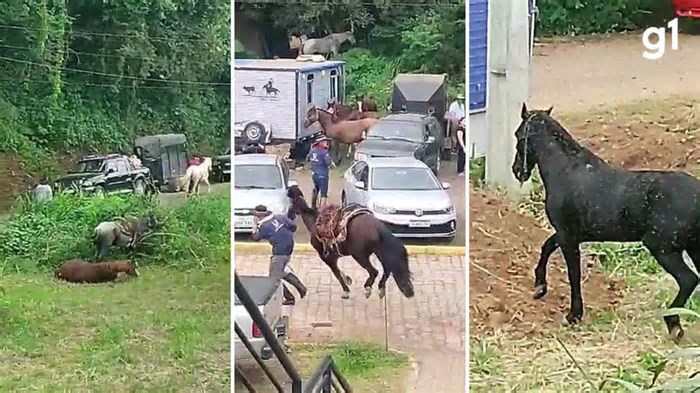 Ataque de abelhas mata cavalo e deixa mais de 30 pessoas feridas em cavalgada no RS; desespero