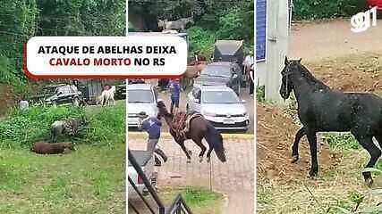 VÍDEO: veja momento de ataque de abelhas que matou cavalo e deixou mais de 30 pessoas feridas em cavalgada no RS
