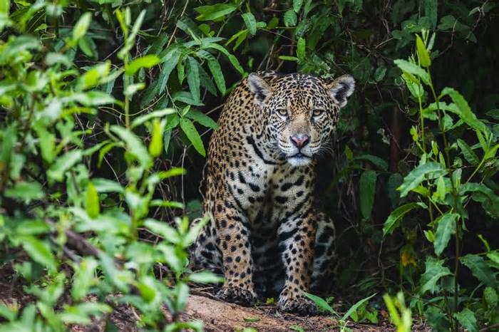 Entenda por que a onça-pintada é um indicador de saúde da floresta