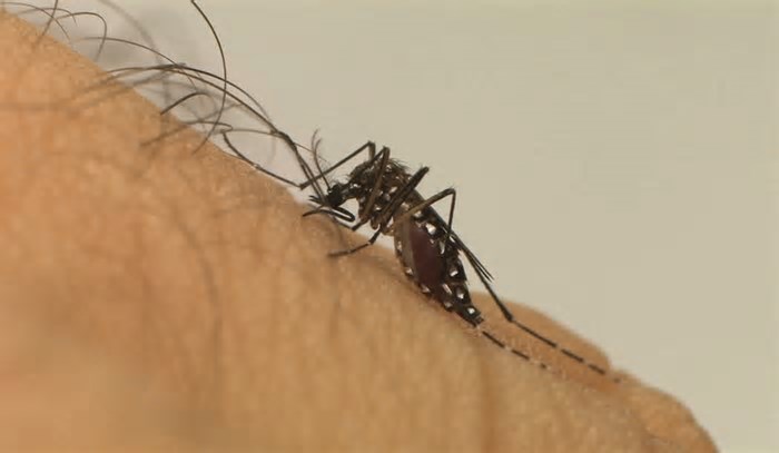 Morte de idosa por suspeita de dengue é investigada no Tocantins, diz Secretaria da Saúde
