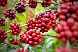 Valor bruto da produção de café no Brasil deve chegar a R$ 125,7 bilhões; Espírito Santo representa R$ 30,88 bi