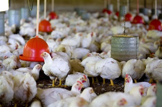 Diferença no preço do frango indica à avicultura europeia ser difícil concorrer com o frango brasileiro