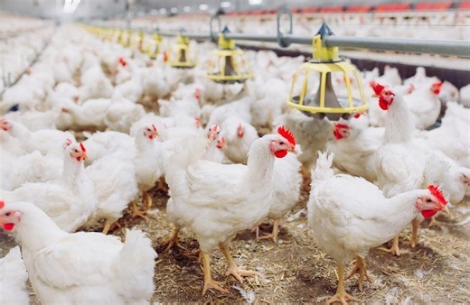 Controle sanitário é fundamental para as cooperativas agroindustriais, aponta MAPA