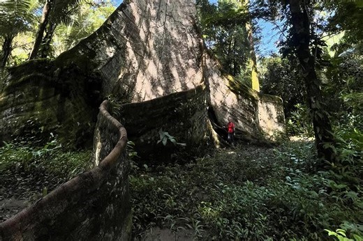Muralha: conheça sumaúma que é uma das maiores árvores do país. Vídeo