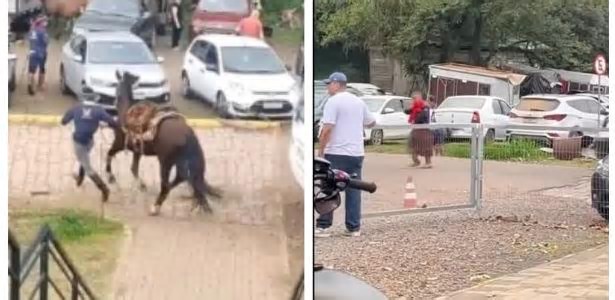 Ataque de abelhas deixa mais de 30 feridos e um cavalo morto no RS