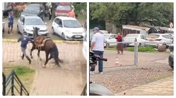 Ataque de abelhas em cavalgada deixa mais de 30 feridos e mata cavalo no RS
