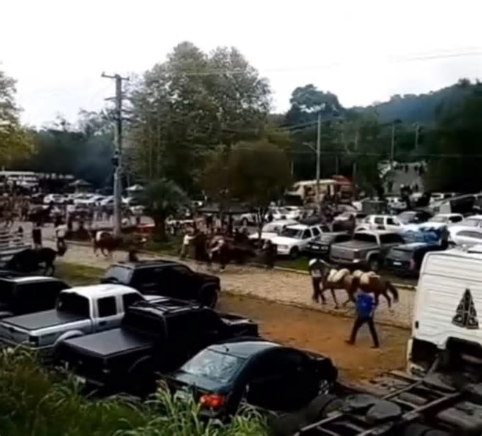 VÍDEO: ataque de abelhas deixa mais de 30 pessoas feridas e causa pânico no RS