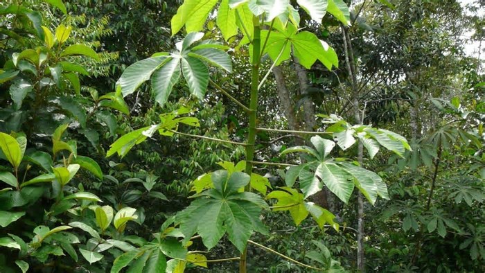 Nova espécie de embaúba é descoberta em Manaus e reforça importância de conservar fragmentos florestais urbanos
