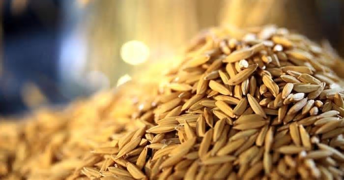 Exportações de arroz podem ser beneficiadas com taxas adotadas por Estados Unidos