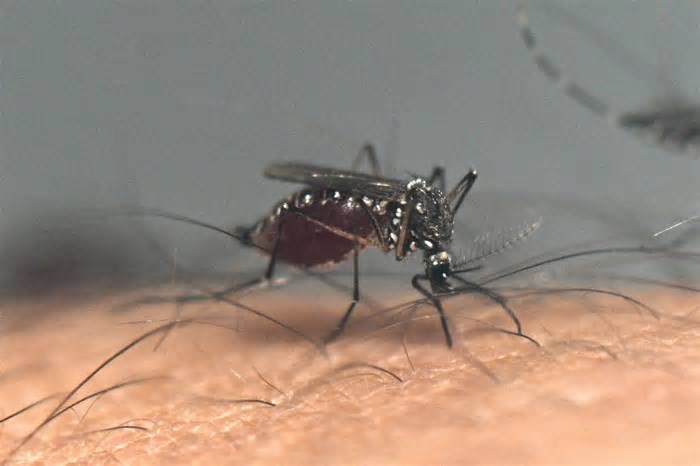 Dengue cresce na cidade de São Paulo e se torna epidêmica em cinco distritos