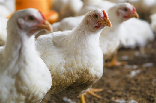 Frango vivo: a despeito da valorização em março, preço recebido ainda é inferior ao de três anos atrás
