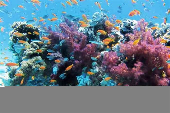 Sistema de coral brasileiro é um dos maiores do planeta