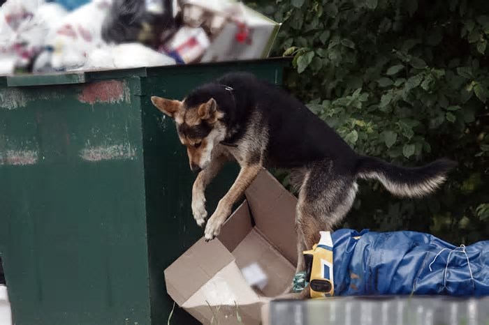 Veterinária explica por que os cachorros adoram brincar com lixo