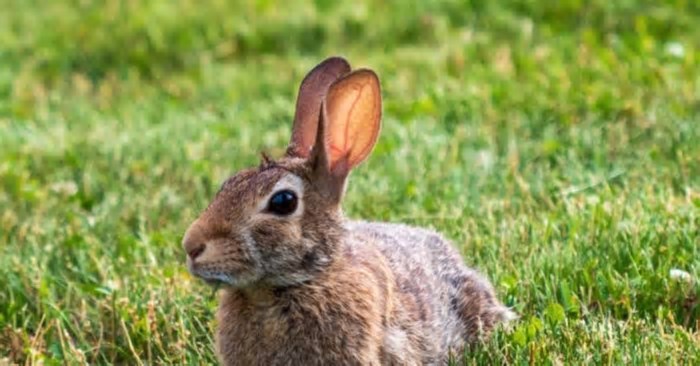 Símbolo da Páscoa: Veja mitos e curiosidades sobre os coelhos