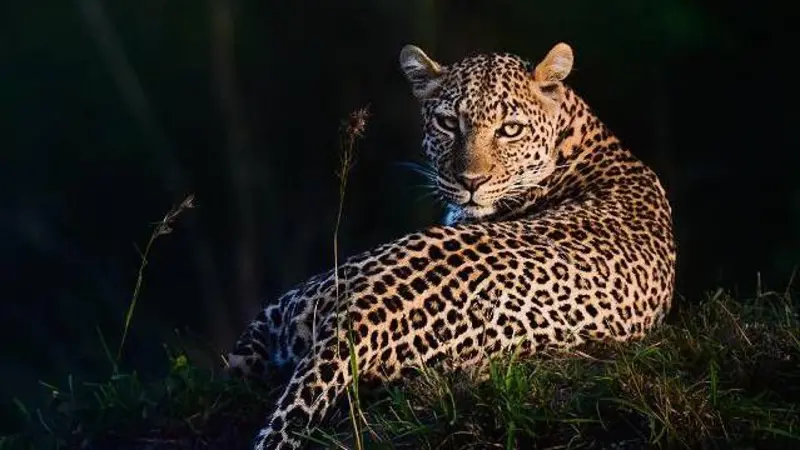Como fascínio do matemático Alan Turing por manchas de leopardos o fez resolver um enigma