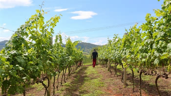 Areal, no RJ, terá laboratório dedicado ao aperfeiçoamento do cultivo de uvas e produção de vinhos