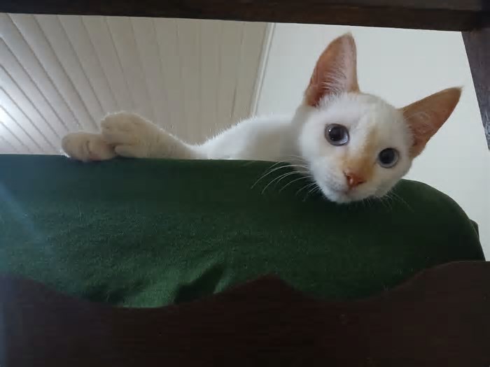 Belo Horizonte terá feira de adoção de cachorros e gatos neste sábado (26 de abril)