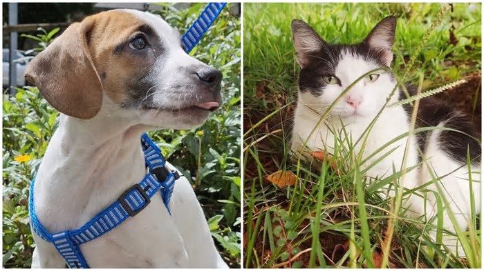 Ao menos três eventos de adoção de cães e gatos marcam final de semana em BH