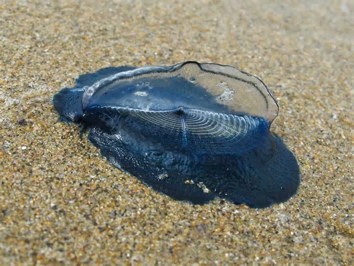 Criaturas azuis com aparência incomum estão reaparecendo em grandes quantidades nas praias da Califórnia
