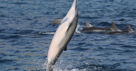 Golfinhos de Noronha têm linguagem própria. Conheça o significado das acrobacias
