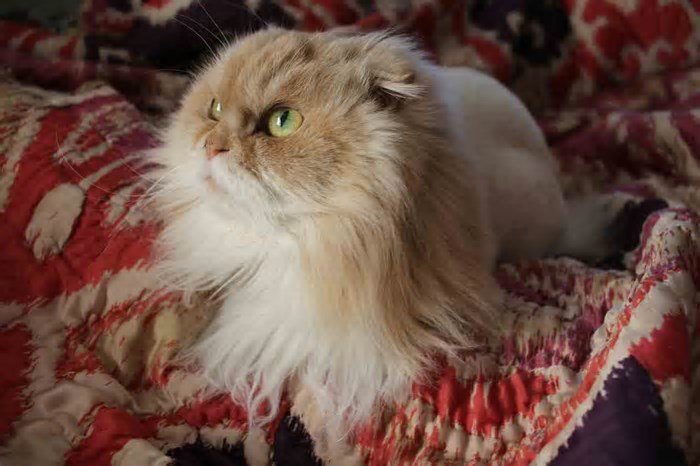 Confira 6 benefícios para a saúde física e mental de quem convive com gatos