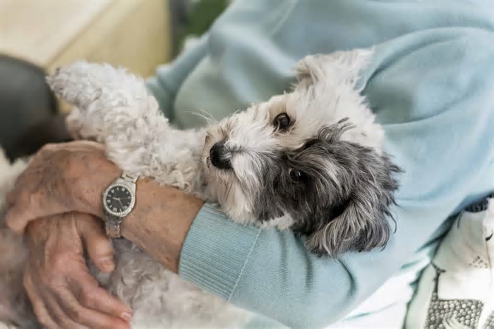 Pets reduzem solidão e promovem a saúde, aponta estudo