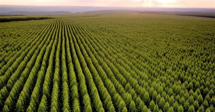 Florestas Uai traz as tendências e inovações para o setor florestal mineiro