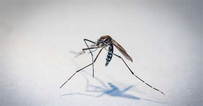 Saúde alerta pessoas que vão viajar na Páscoa sobre cuidados para evitar chikungunya e dengue