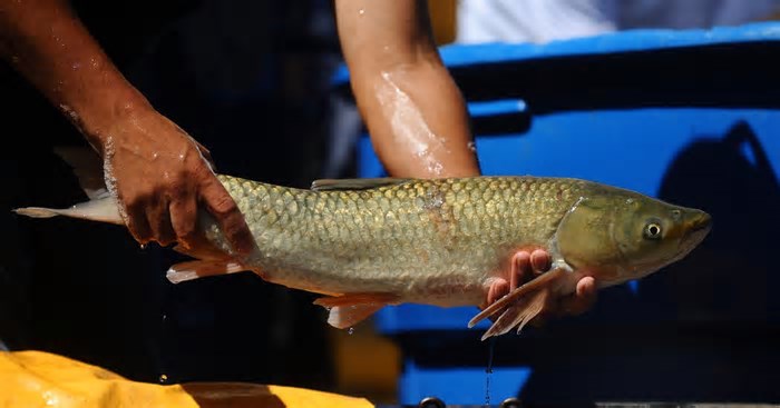 Em Caxias, feira do peixe vivo ocorre na próxima semana; confira preços
