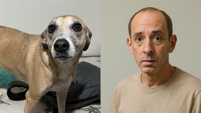 Como seu cachorro seria se fosse humano? Veja como fazer a nova trend do ChatGPT