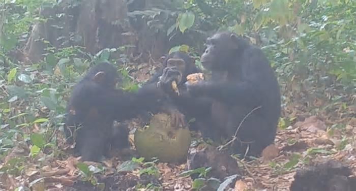 Imagem mostra macacos compartilhando fruta com álcool em floresta africana