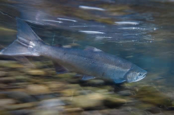 Água contaminada com ansiolítico deixa salmão mais destemido. Entenda