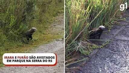 Irara e furão são avistados em parque nacional na Serra do RS; veja imagens