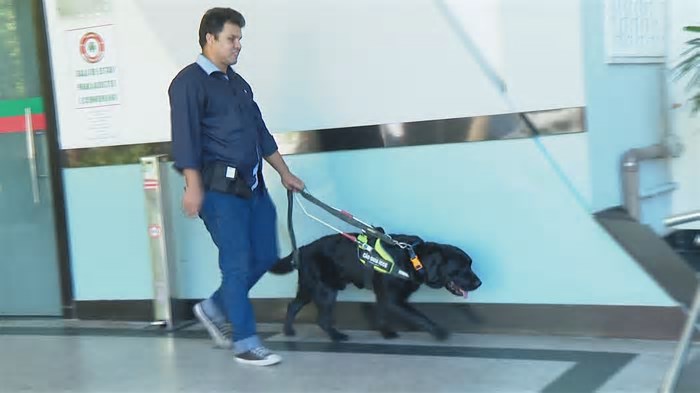 Zeus, cão-guia treinado no Rio, muda a vida de homem cego de nascença após 15 anos de espera