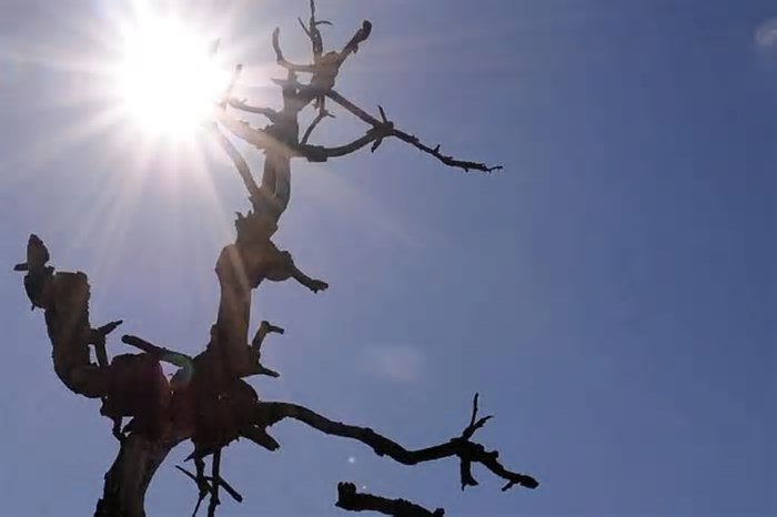 Seis em cada 10 nordestinos acreditam que efeitos climáticos foram mais severos em 2024