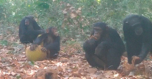 Happy hour? Chimpanzés são filmados se reunindo para comer fruta alcoólica