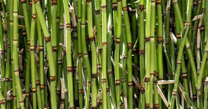 Minas Gerais tem novo recorde com cana-de-açúcar