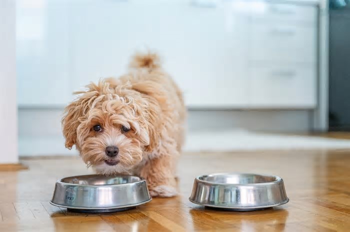 Alimento nutritivo e rico em colágeno turbina a saúde dos cães; veja