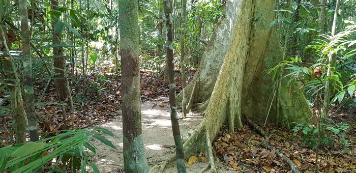 Em Linhares: você sabia que o ES tem parque com aves raras e 26 atividades com entrada gratuita? Veja trilhas e o que fazer