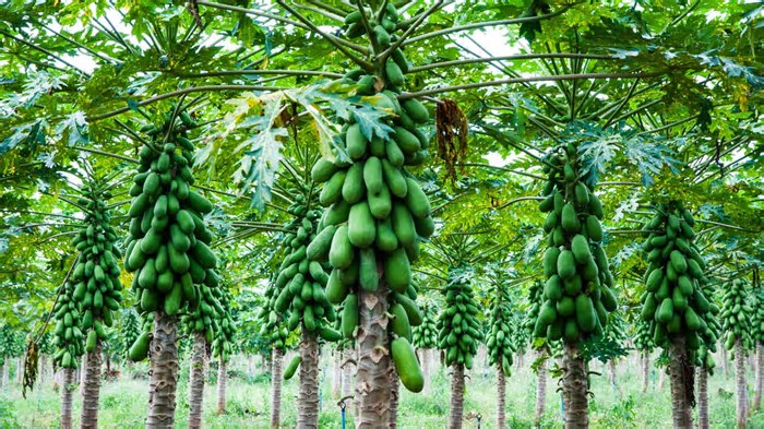 Como plantar mamão – A fruta que vai transformar a sua saúde