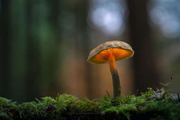 Cogumelos mágicos: entenda qual é a importância dos fungos na natureza