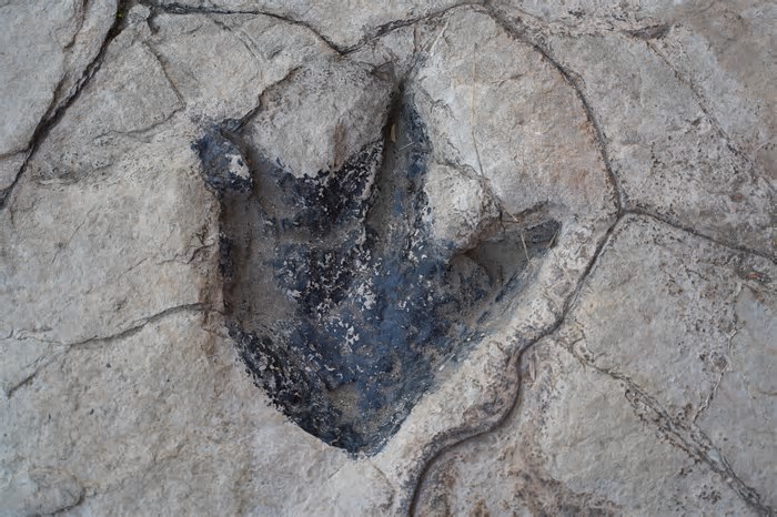 Dinossauro misterioso de 150 milhões de anos é encontrado